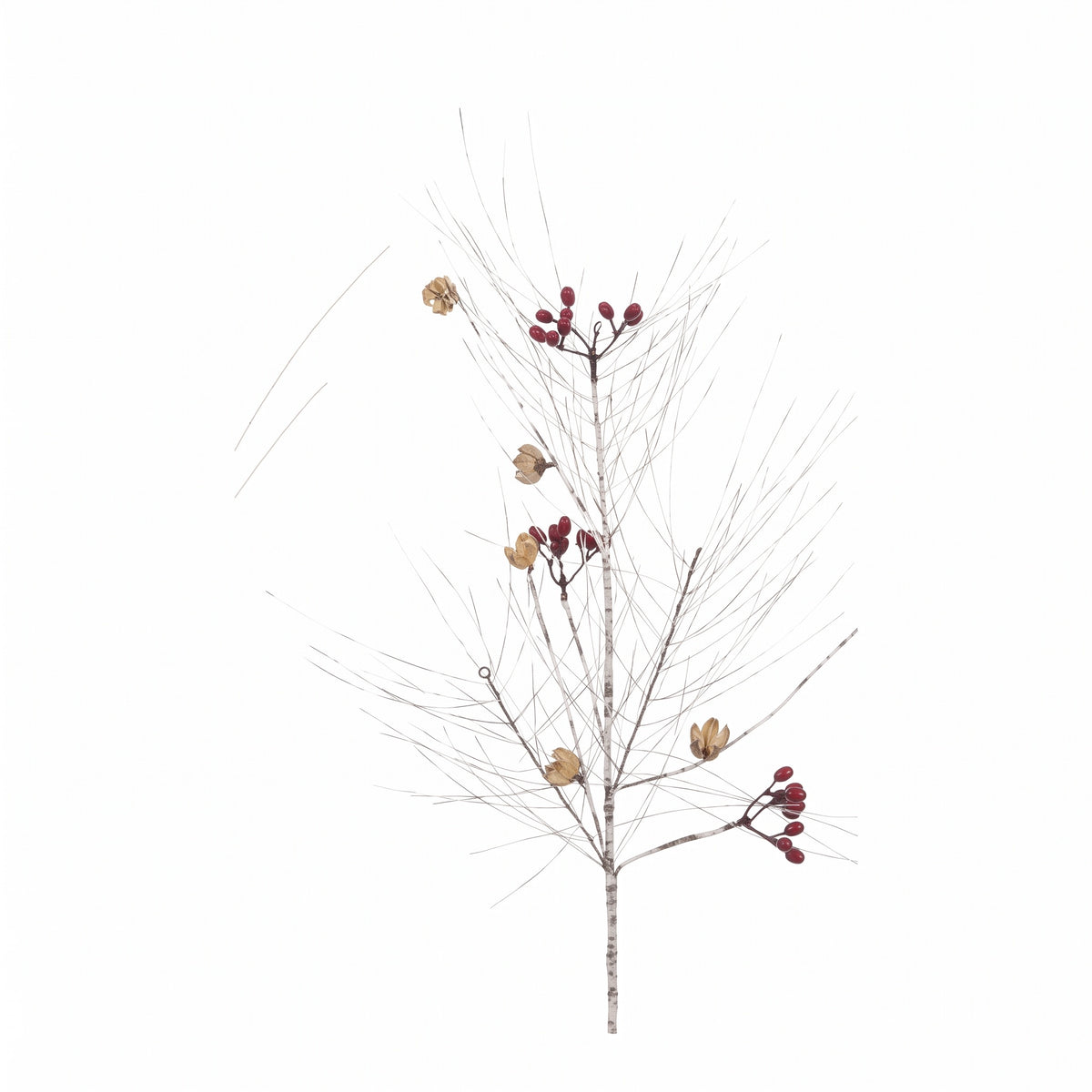 Brown onion grass