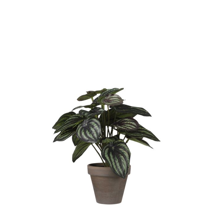 Peperomia plante kunstig