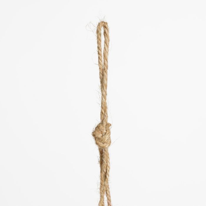 Hængeplante ficus
