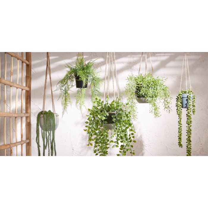Hanging plant ficus