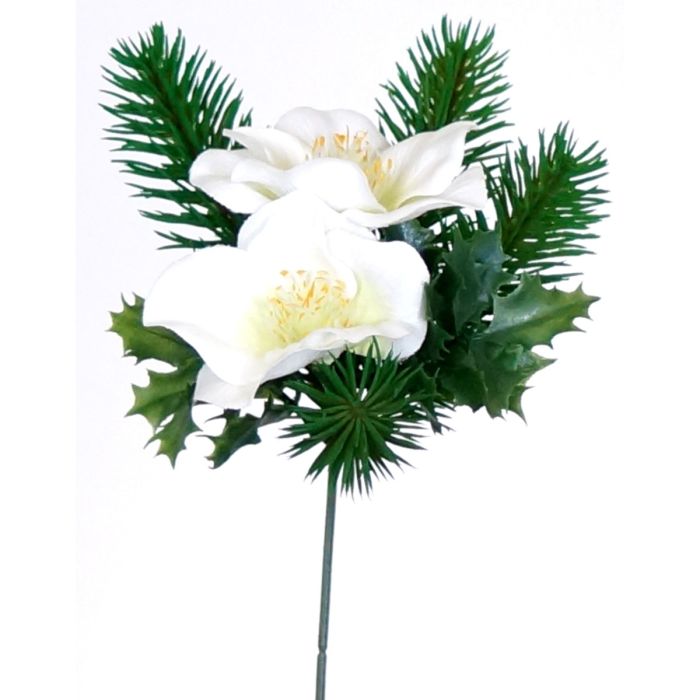 Julerose Helleborus med gran, hvide blomster og grønne blade