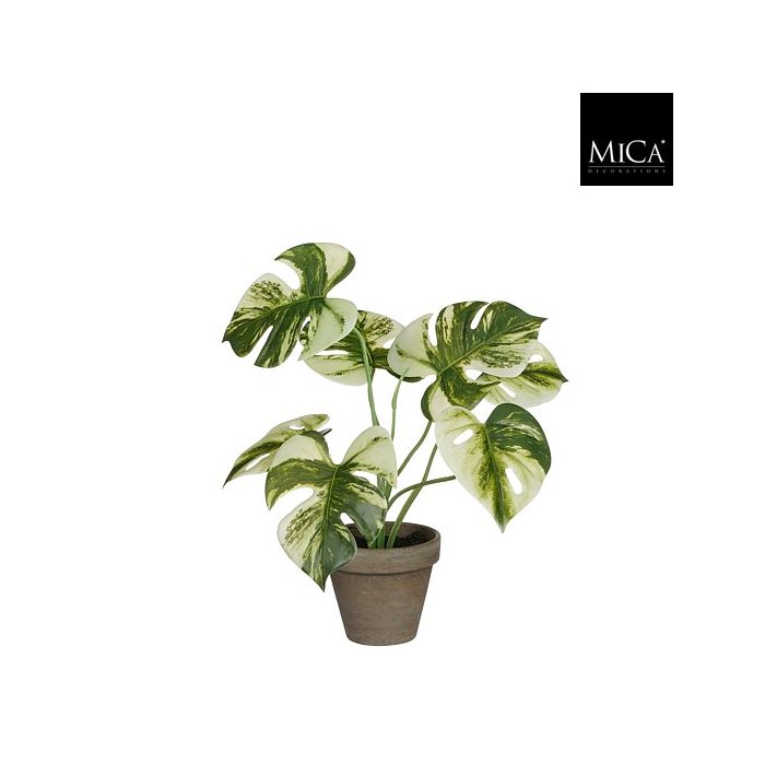 Monstera palme 30 cm høj