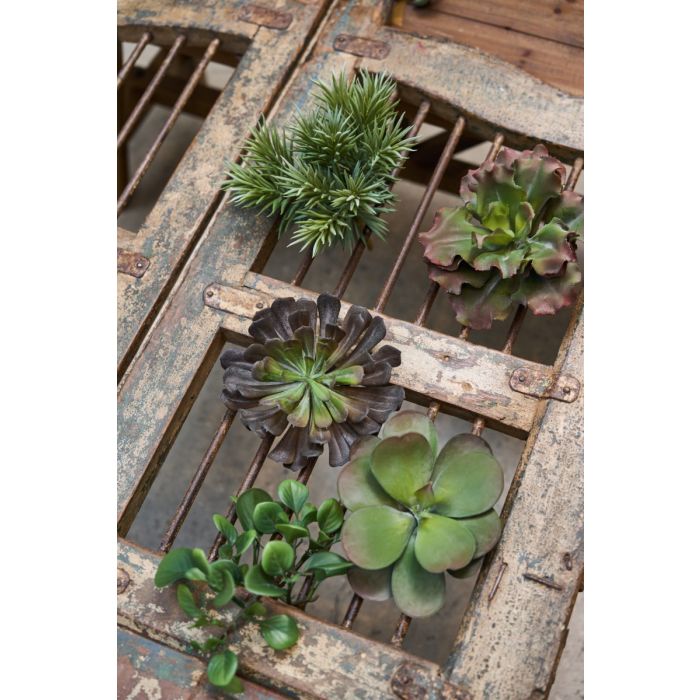 Sukkulent Fyr 25 cm