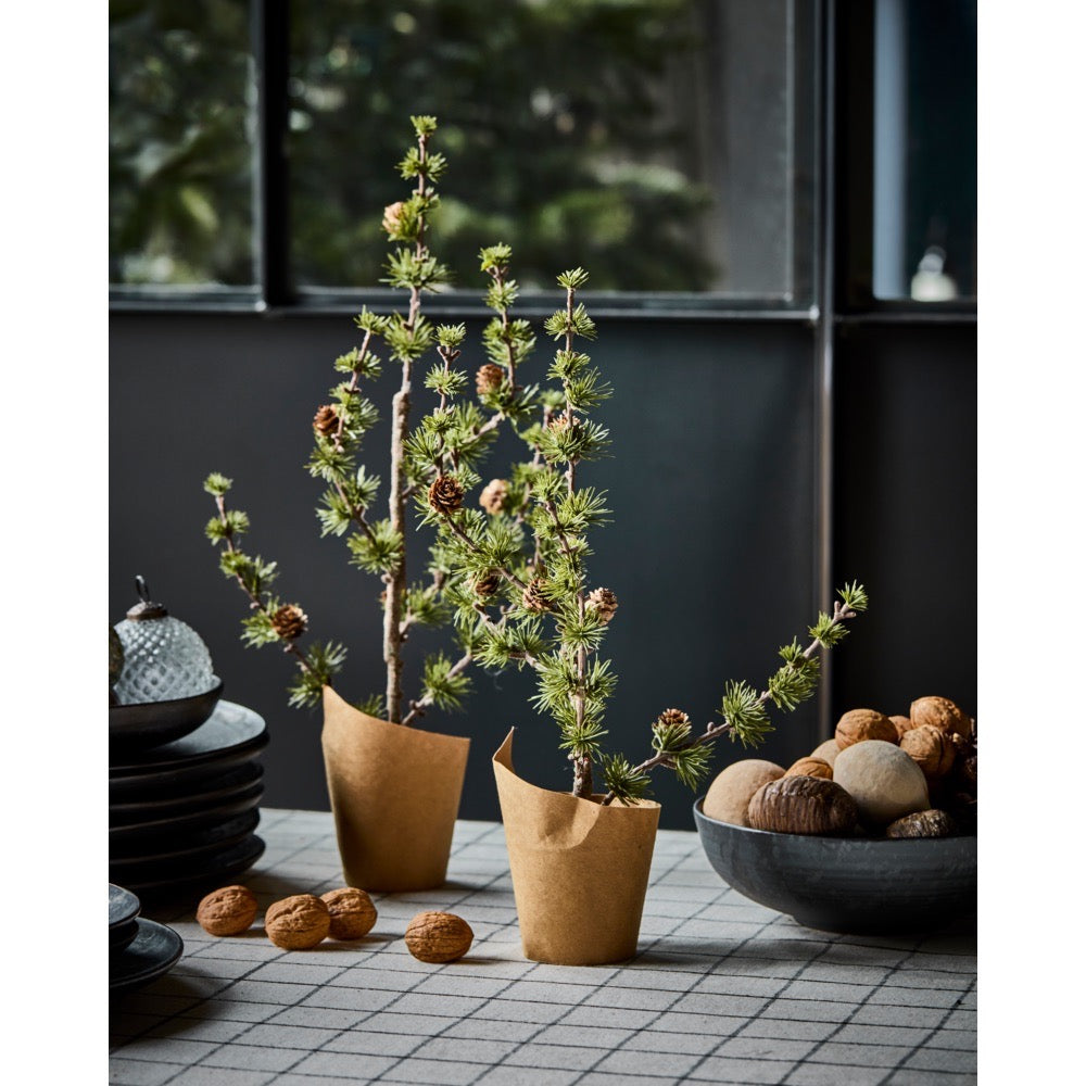 Cedar trees with cones in paper pots from House Doctor