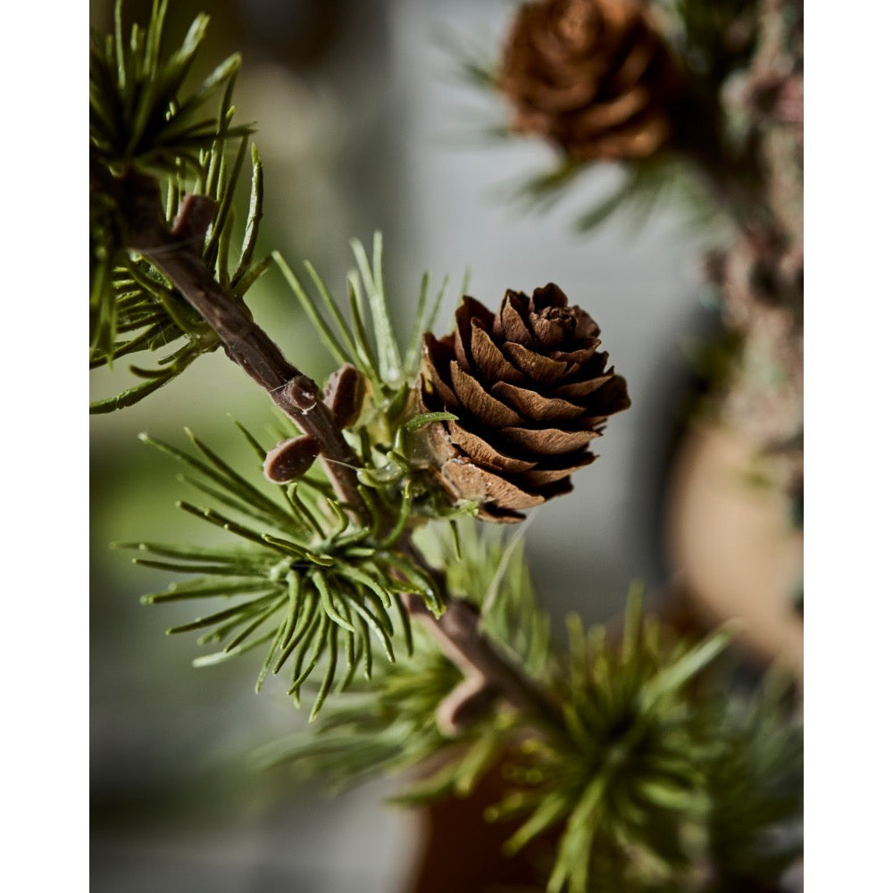 Close-up of a pine cone and cedar branch