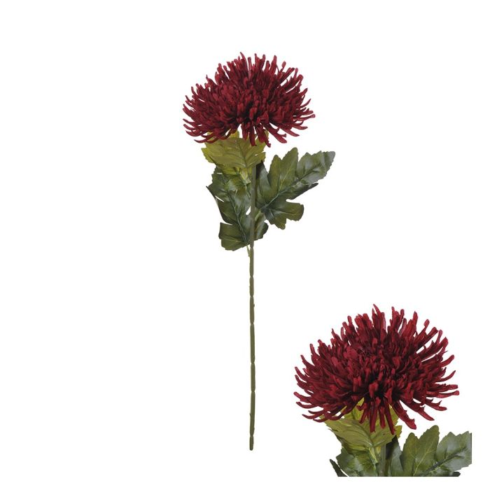 Spider chrysanthemum stem burgundy