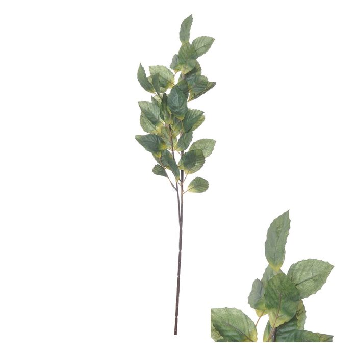 Branch with green beech leaves