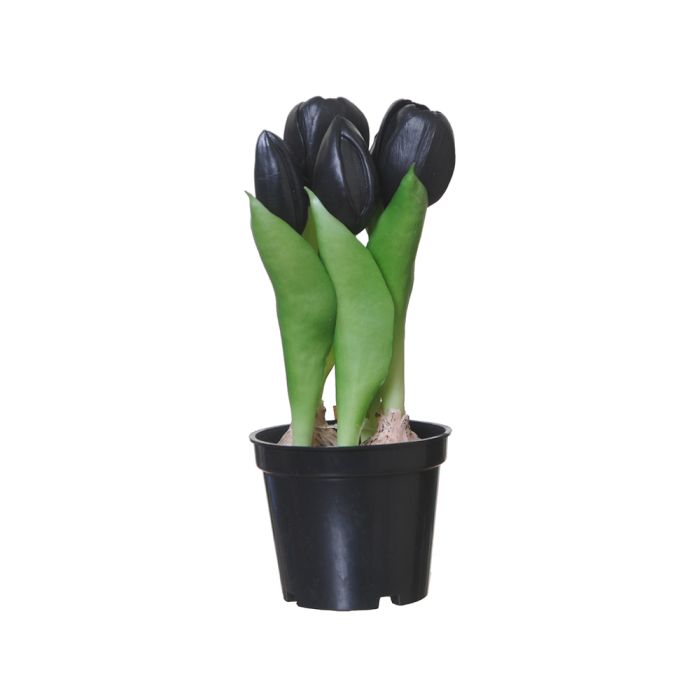 Tulipaner i potte sorte