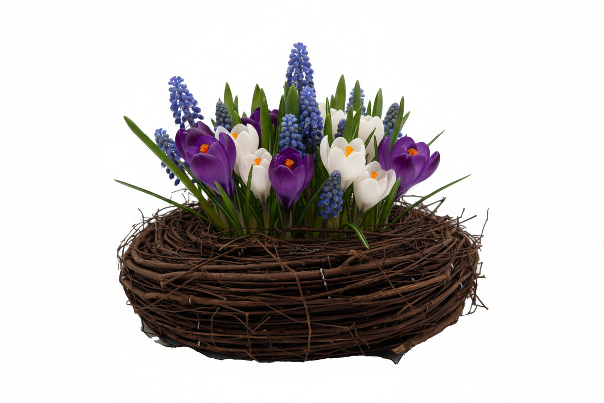 Planteskål rede med perlehyacinter og krokus