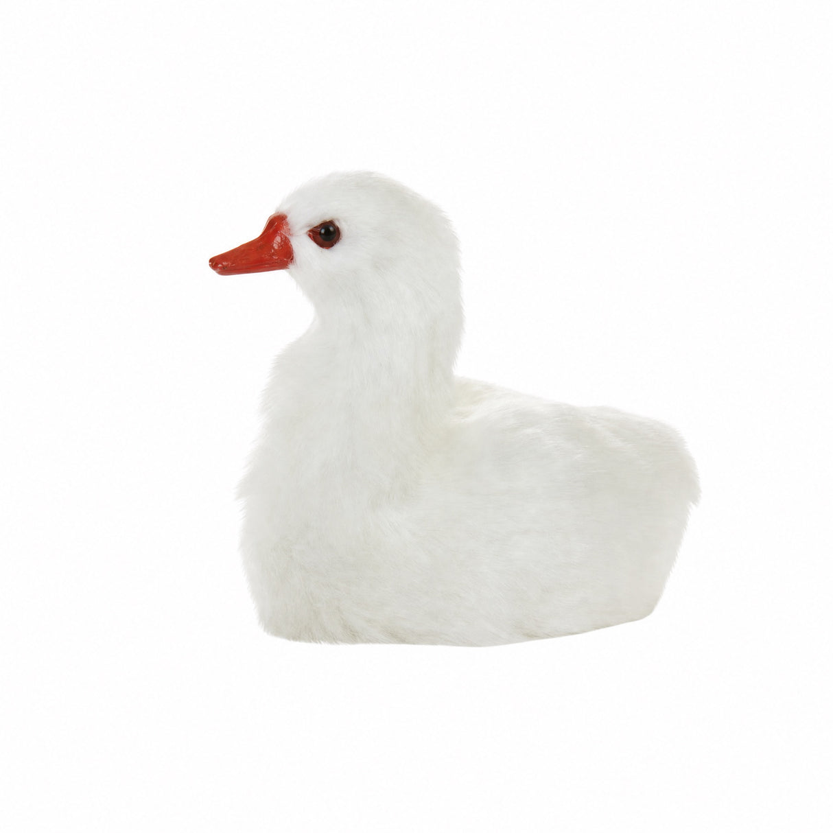 White swan