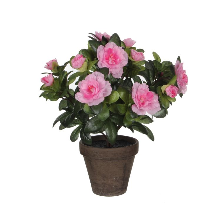 Azalea lyserød 27 cm høj