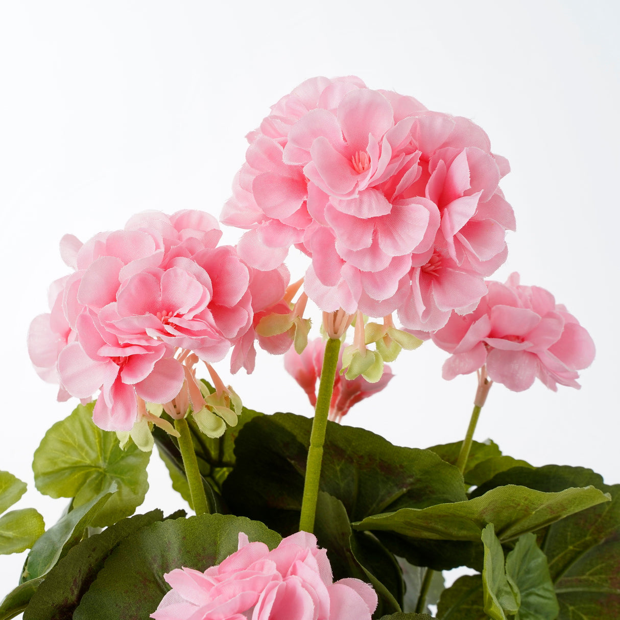 Kunstige lyserøde pelargonie blomsterhoveder set tæt på