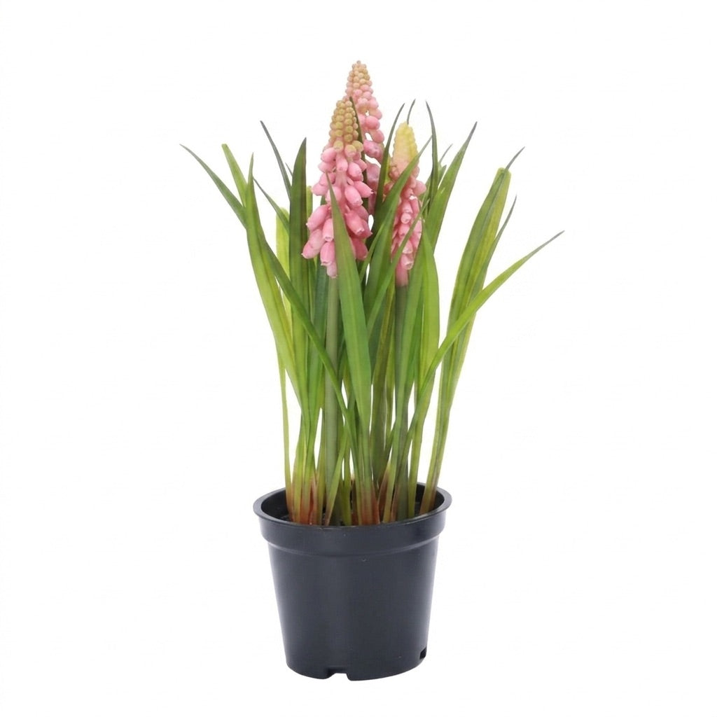 Pearl hyacinths in a pot