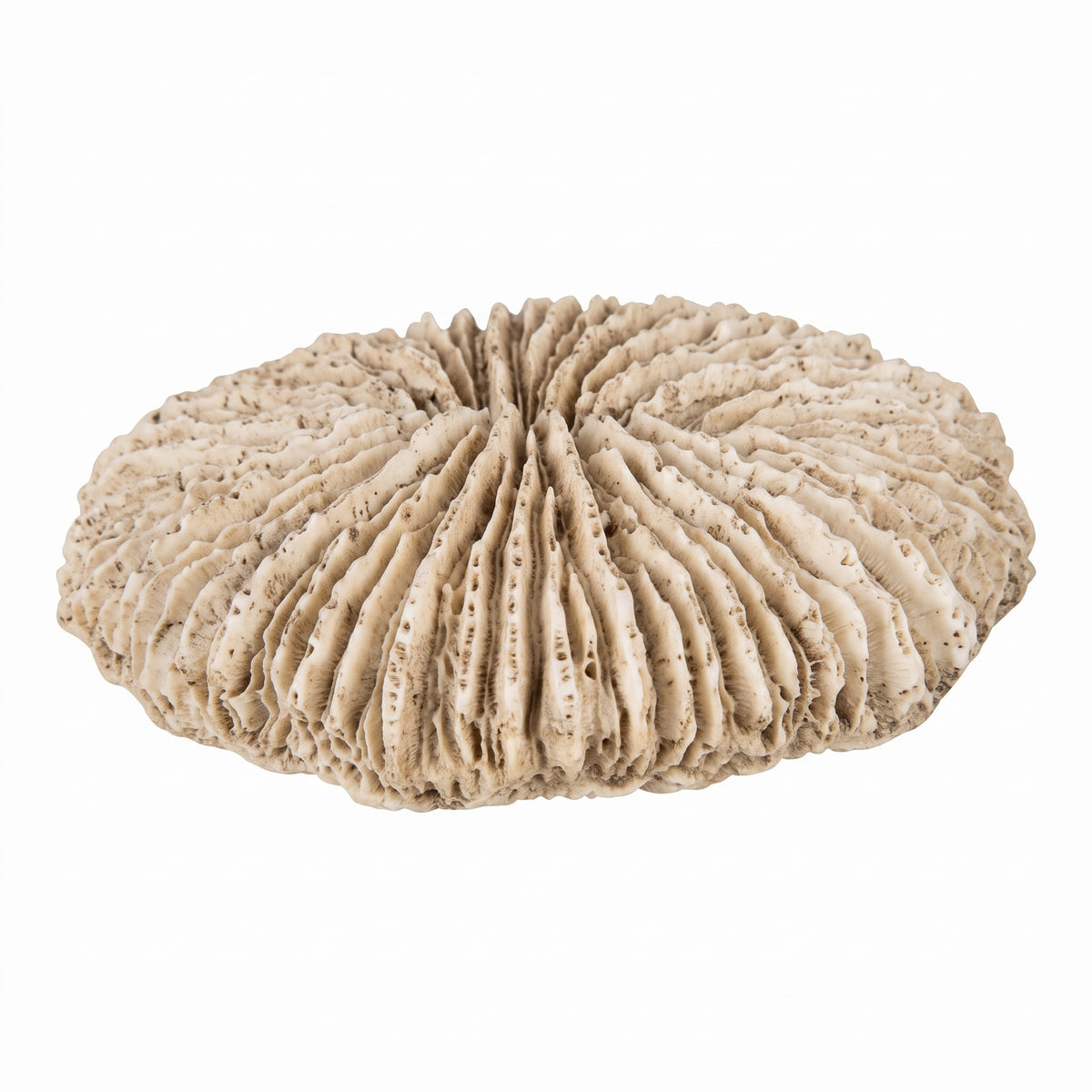 Speedtsberg Coral for decoration