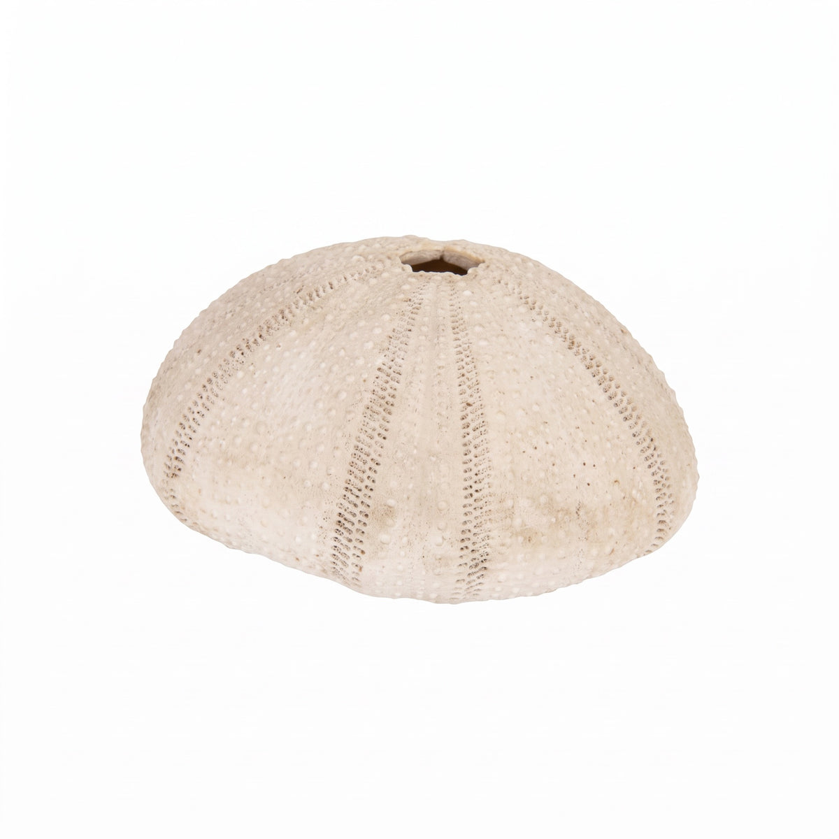Speedtsberg Coral for decoration