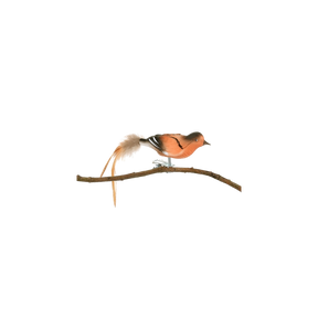 Kvækerfinke i glas med klips