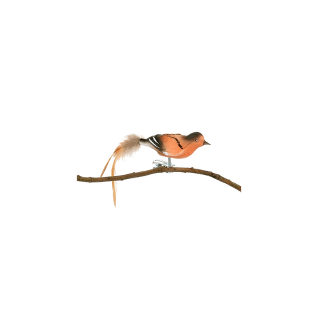 Kvækerfinke i glas med klips