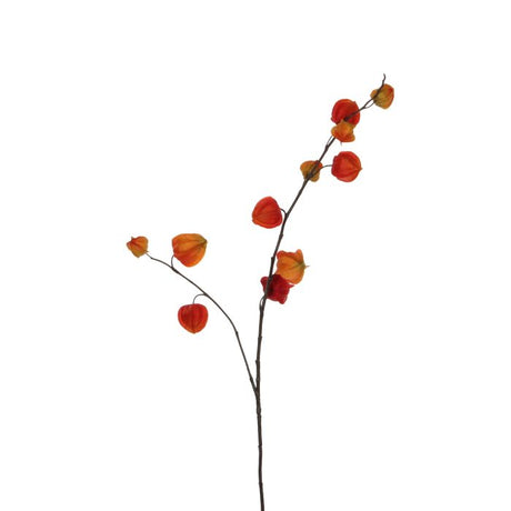 Kinesisk lanterne blomst