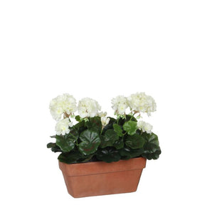 Pelargonier i altankasse hvide