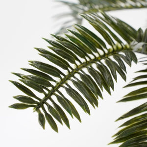Cycas Japansk koglepalme 33 cm høj