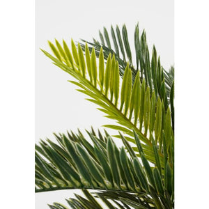 Cycas Japansk koglepalme 33 cm høj
