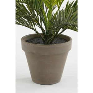 Cycas Japansk koglepalme 33 cm høj