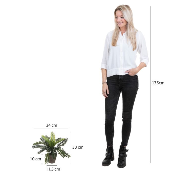 Cycas Japansk koglepalme 33 cm høj