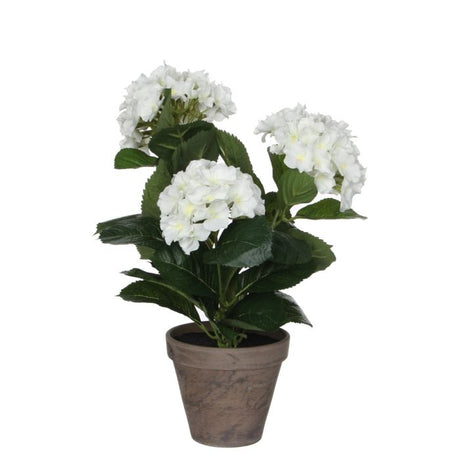Hortensia hvid 40 cm høj