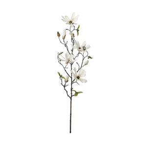 Magnolia creme