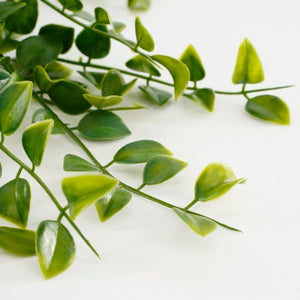 Hængeplante ficus