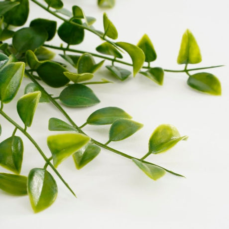Hængeplante ficus