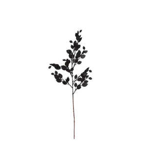 Money plant gren sort