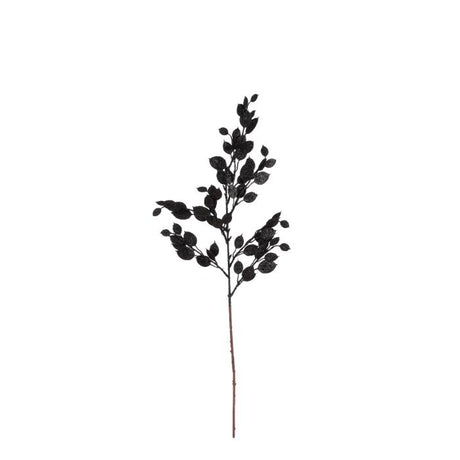 Money plant gren sort
