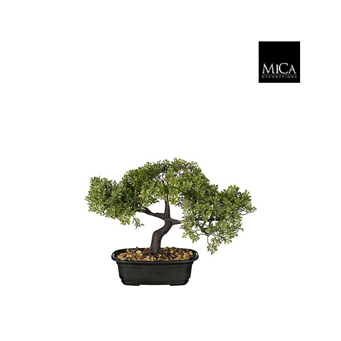 Bonsai træ 26 cm højt i potte