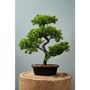 Bonsai træ 38 cm højt