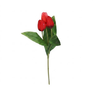 Tulip stem with 3 flowers