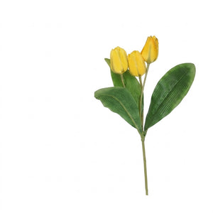 Tulip stem with 3 flowers