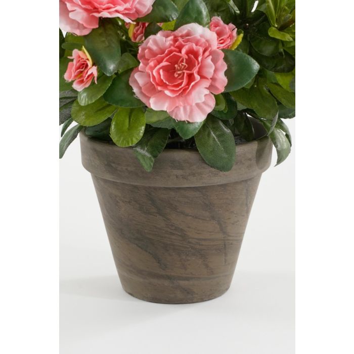 Azalea ferskenfarvet 31 cm høj