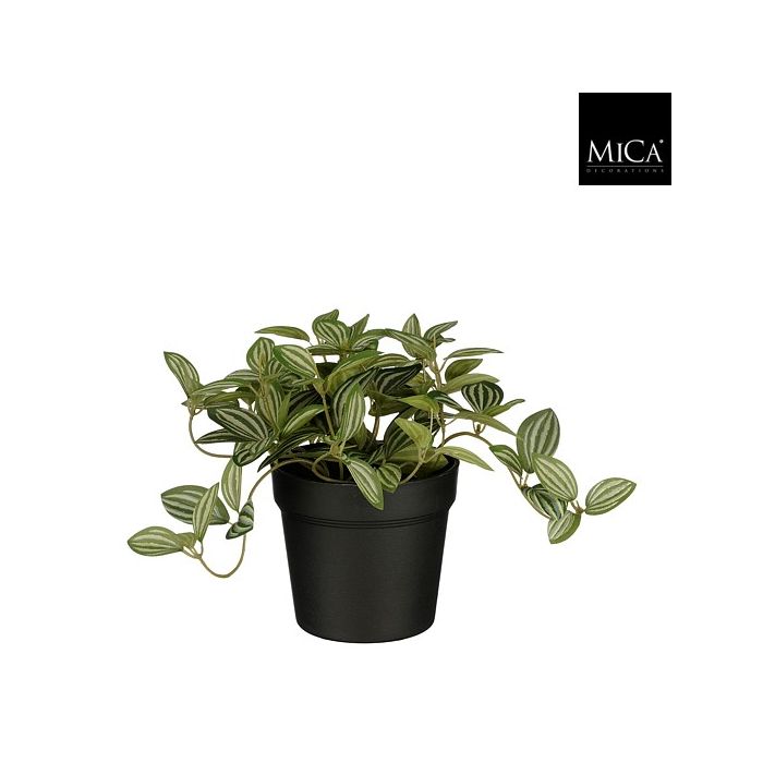 Tradescantia kaffesladder 16 cm høj