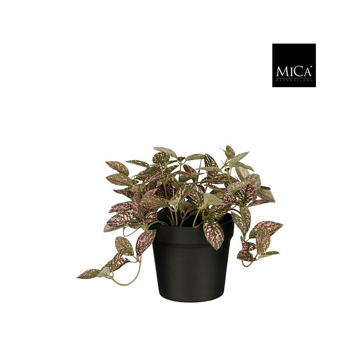 Fittonia rødåre plante 16 cm høj