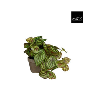 Peperomia musehaleaks grøn 20 cm høj