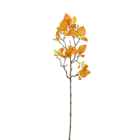 Kornel orange