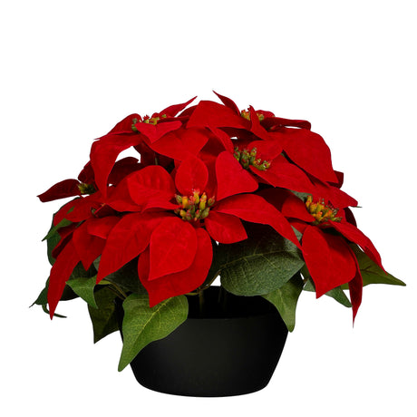 Large red poinsettia in pot cover