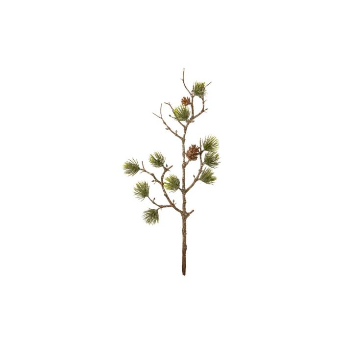 Cedergren med kogler 35 cm høj
