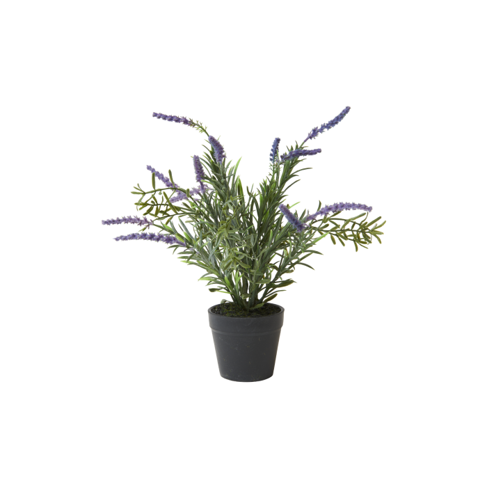 Lavendel i potte 30 cm høj