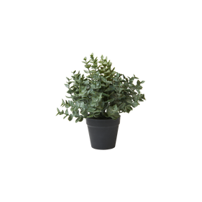 Eucalyptus i potte 23 cm høj