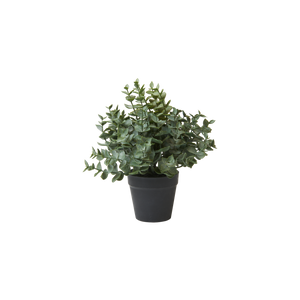 Eucalyptus i potte 23 cm høj