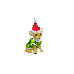 Brun Chihuahua med nissehue