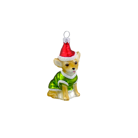 Brun Chihuahua med nissehue