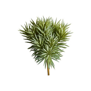 Succulent Pine 25 cm